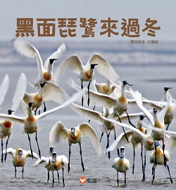 39_Black-faced Spoonbill's Winter Visit 39_Black-faced Spoonbill's Winter Visit